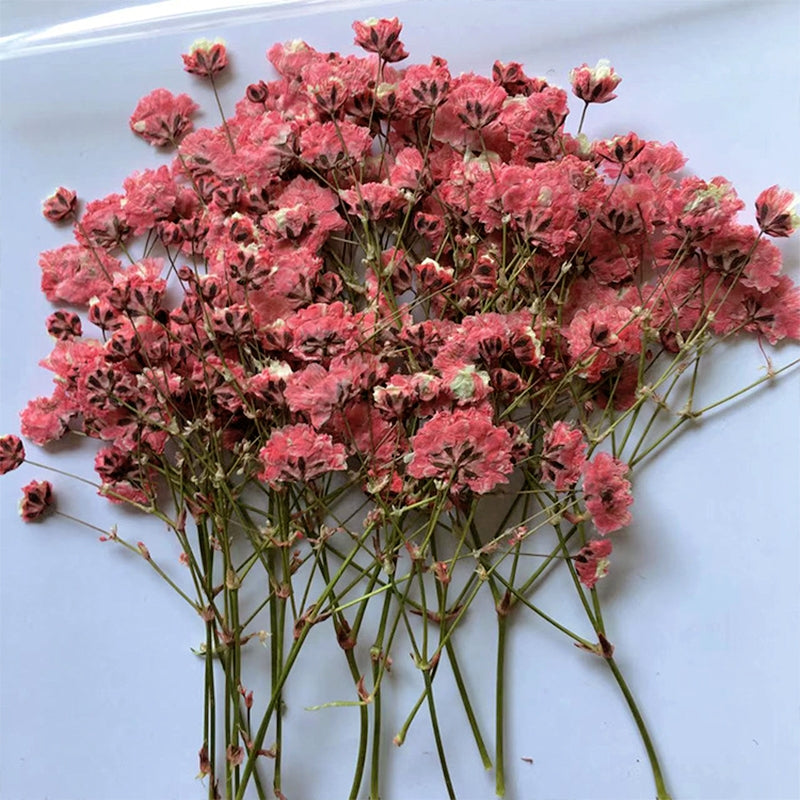 Babys Breath DIY Dried Flower Material Pack b