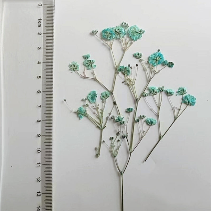 Babys Breath DIY Dried Flower Material Pack c