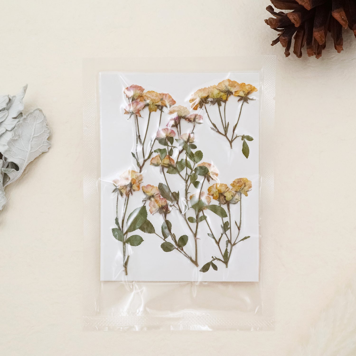 Stamprints Dried Pressed Spray Roses-6